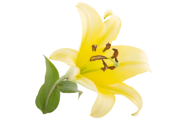 Yellow lily flower — Stock Photo, Image