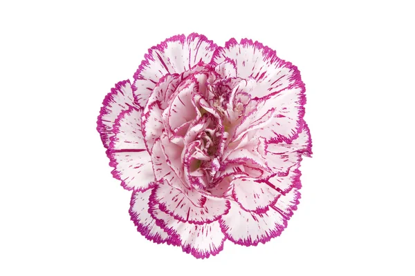 Blommande carnation blomma — Stockfoto