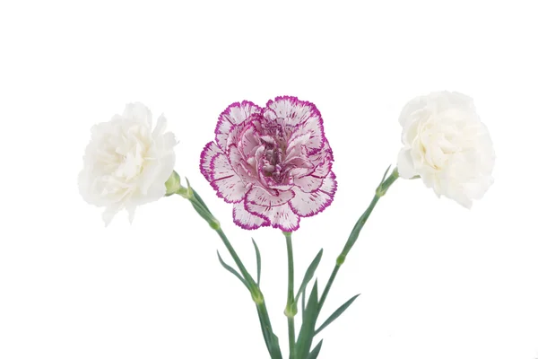 White and pink blooming carnation flowers — Stock Photo, Image