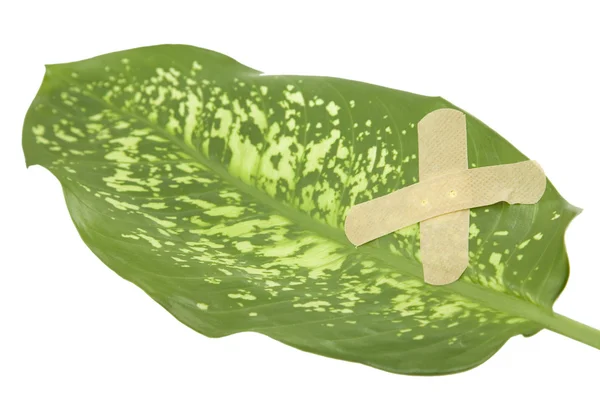 Green leaf bandaged with patch — Stock Photo, Image