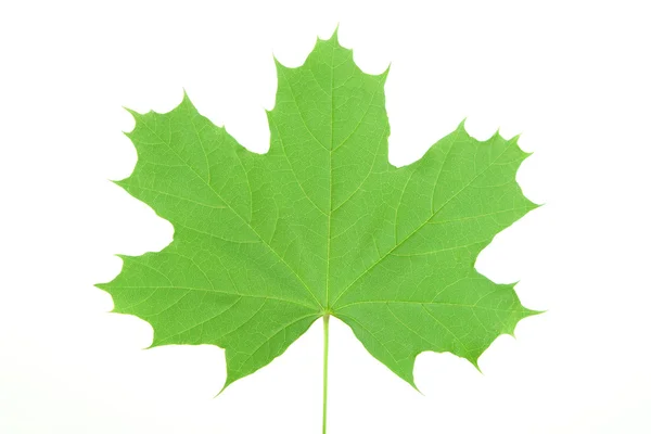 Stock image Green maple leaf