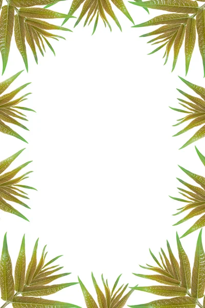 stock image Green leaves frame with white background