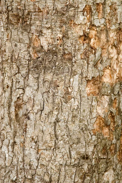 Fechar a textura da casca castanha — Fotografia de Stock