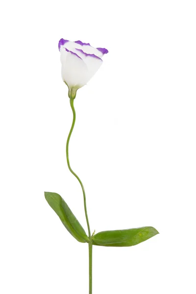Flor blanca y púrpura — Foto de Stock