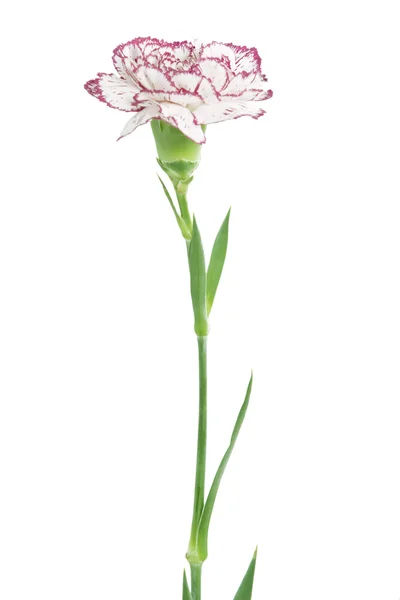 White and pink blooming carnation flower — Stock Photo, Image