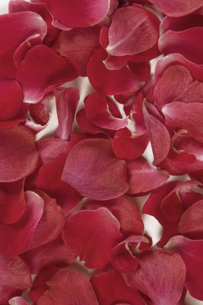 빨간 장미꽃 잎 배경 — 스톡 사진