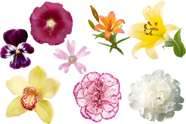 不同色彩鲜艳的花朵 — 图库照片