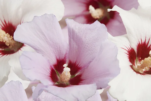 Fleurs blanches et violettes — Photo