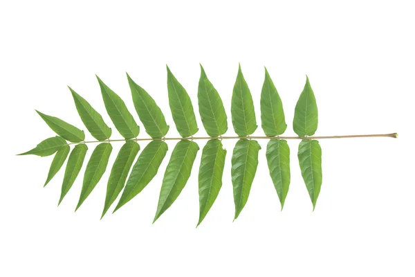 Front view of green leafs — Stock Photo, Image