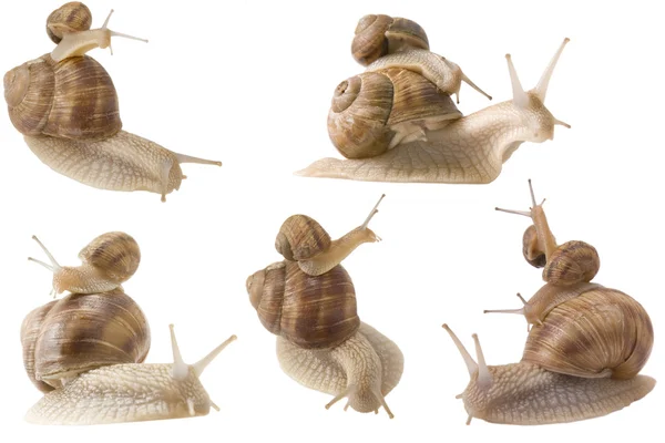 Piggy back snails — Stock Photo, Image