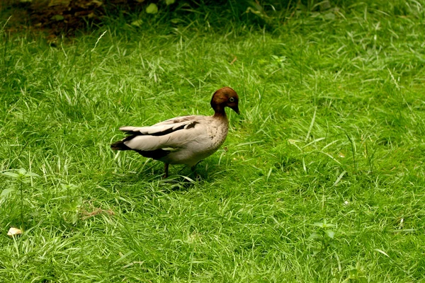 stock image Young mallard duck