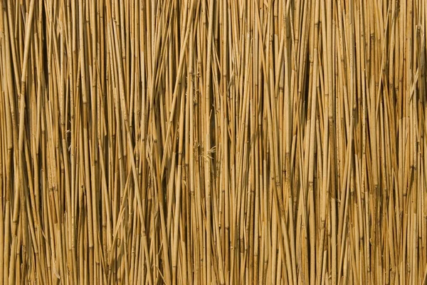 Текстура сухой трости — стоковое фото
