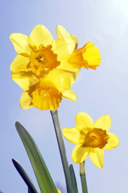 Daffodils clipart