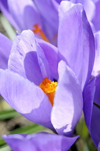 Blue crocus — Stock Photo, Image