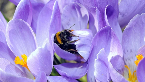 stock image Blue crocus