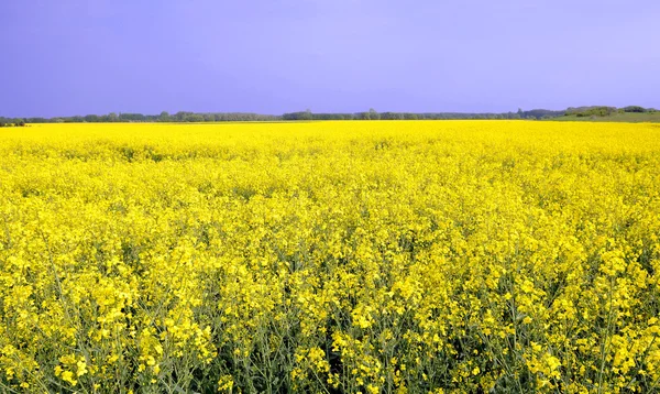 Campo di colza — Foto Stock