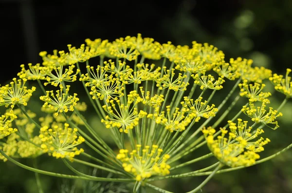 stock image Dill