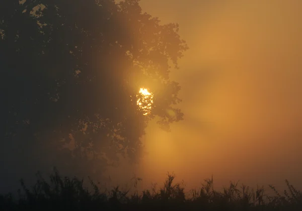 Salida del sol en la niebla de la mañana —  Fotos de Stock