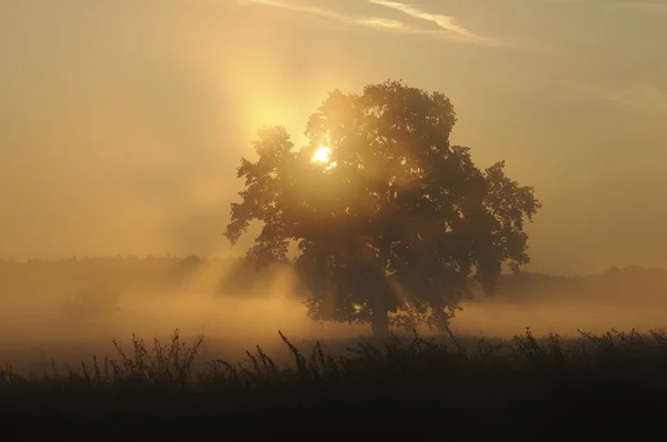 Nascer do sol no nevoeiro da manhã — Fotografia de Stock