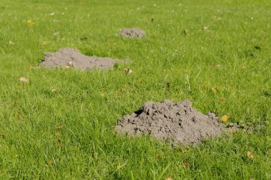 Molehill clipart