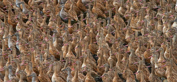Flock of Sand Pipers — Fotografie, imagine de stoc