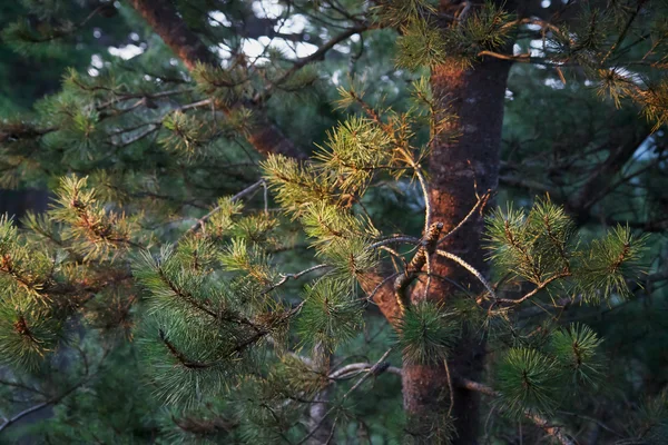 Morning Sun on Pine — Stock Photo, Image