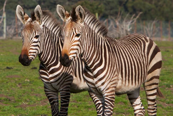 Pair of Zebras — Stock Photo, Image