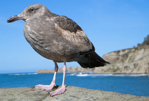 Resting Seagull — Stock Photo, Image