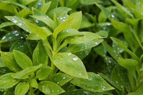 Regendruppels op groene plant — Stockfoto