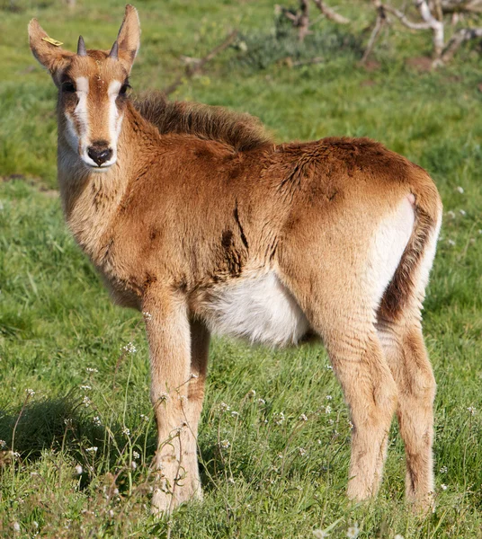 Young Roan Antelope — Stock Photo, Image