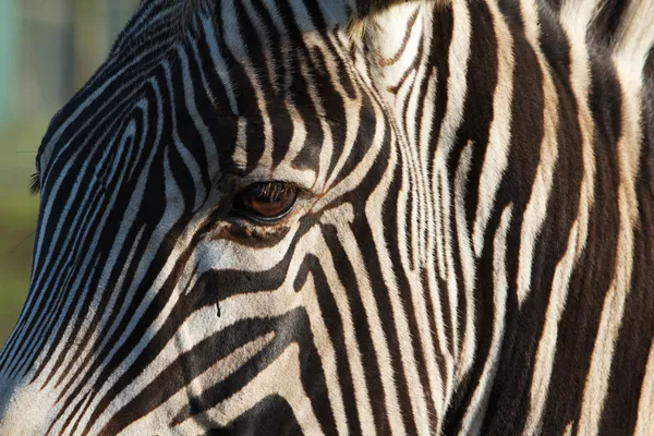 Partial Zebra Face — Stock Photo, Image