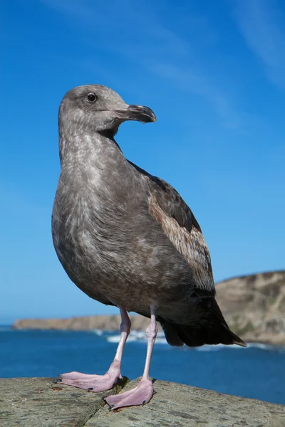 Watching Sea Gull — Stock Photo, Image