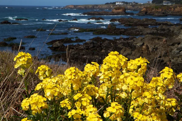 Coastal yellow flowers — Stock Photo, Image
