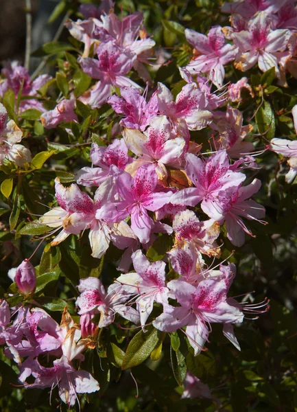 Pink rhododendrons — Stock Photo, Image