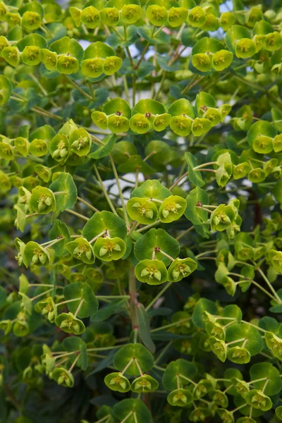 stock image Unusual green flowered plant