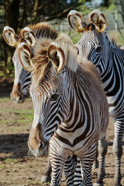 Three Zebras — Stock Photo, Image