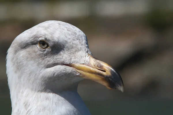 Unhappy Seagull — Stock Photo, Image