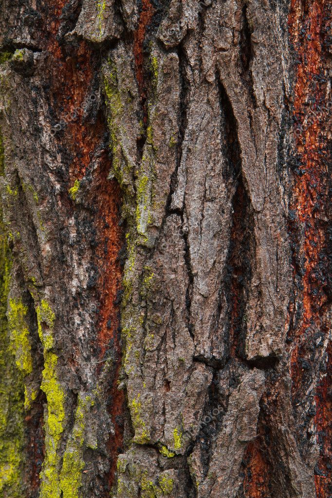 Close up redwood bark — Stock Photo © bobkeenan #2904330