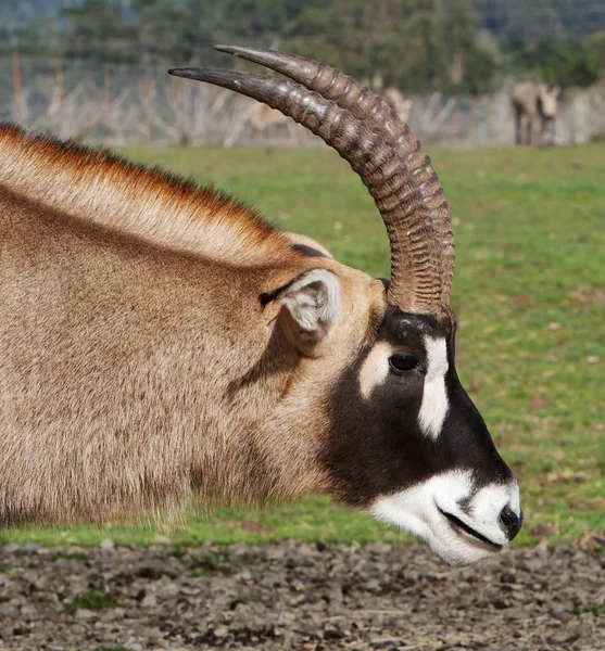 Antelope nek en hoofd — Stockfoto