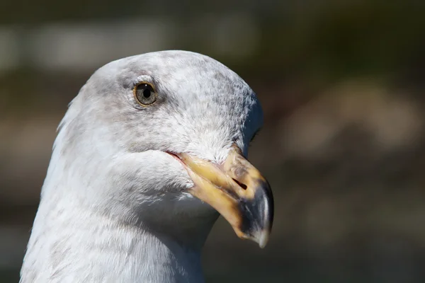 Pensive Seagull face — Stock Photo, Image