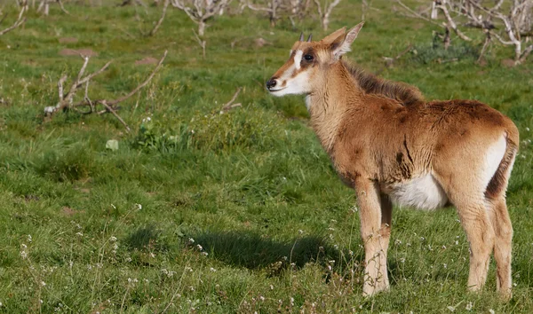 Mladé antilopy v oboru — Stock fotografie