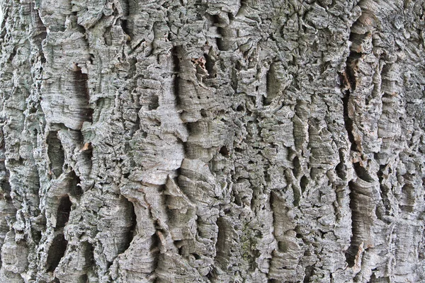 Szorstka kora drzewa korkowego — Zdjęcie stockowe