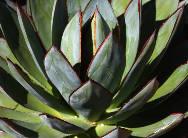 Zielone ostrze Agawa kaktus blisko — Zdjęcie stockowe