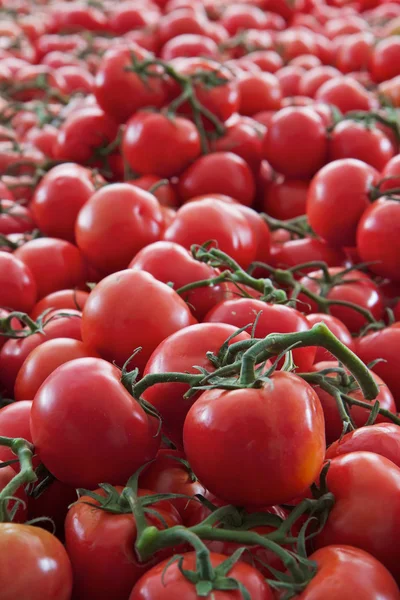 Vine Tomatoes vertical — Stock Photo, Image