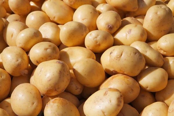 Yukon złoto ziemniaki — Zdjęcie stockowe