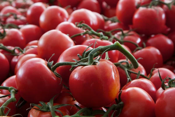 Tomates de videira — Fotografia de Stock