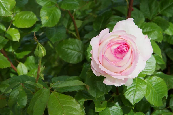 白粉红玫瑰 — 图库照片