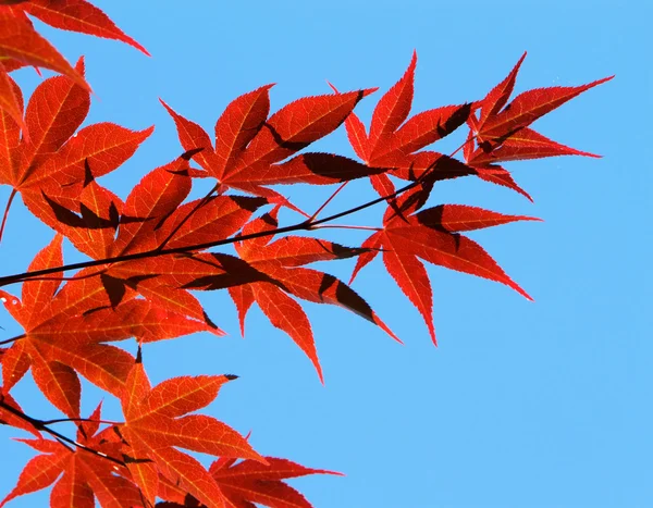 stock image Backlit Maple Leaves