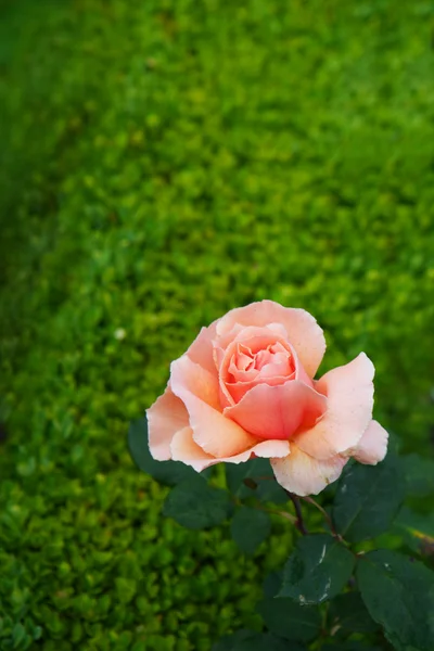 Персиковая роза на изгороди — стоковое фото