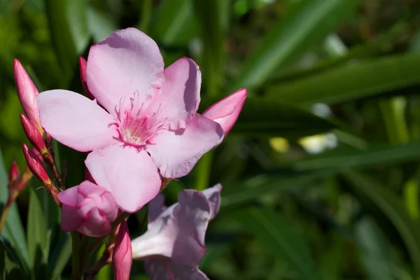 Pink Flower — Stock Photo, Image